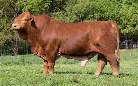 List of Beef Cattle Breeds With Pictures