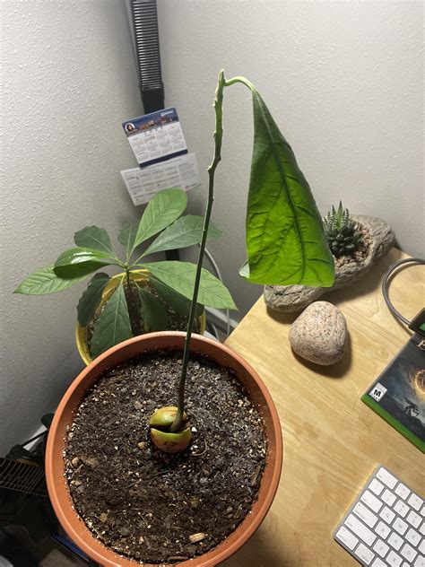 Down to the last leaf. Here’s a baby avocado plant (with his girlfriend in the background). I ...