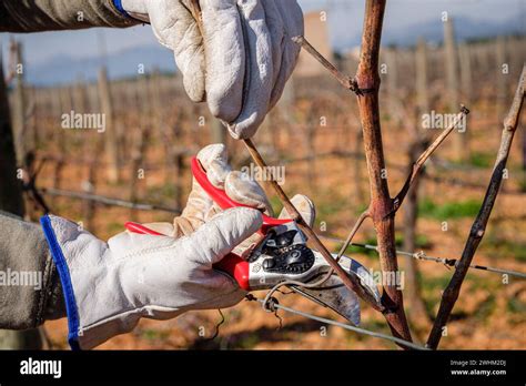 Pruning of vines Stock Photo - Alamy