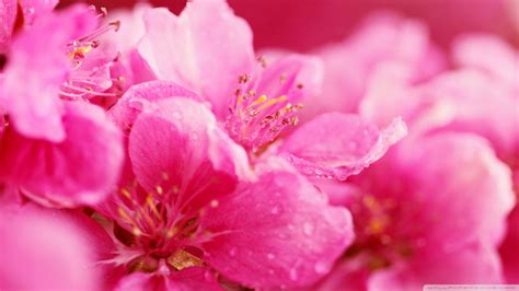 Download Pink Spring Flowers Wallpaper 1920x1080 | Wallpoper #438771