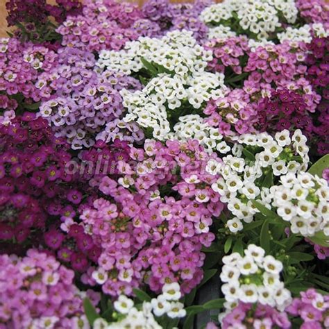 Алиссум Вондерленд Микс' из каталога Cемена цветов ПРОФИ – купить с ...