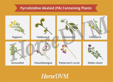 Pyrrolizidine Alkaloid Toxicity in Horses: Signs, Treatment & Prevention