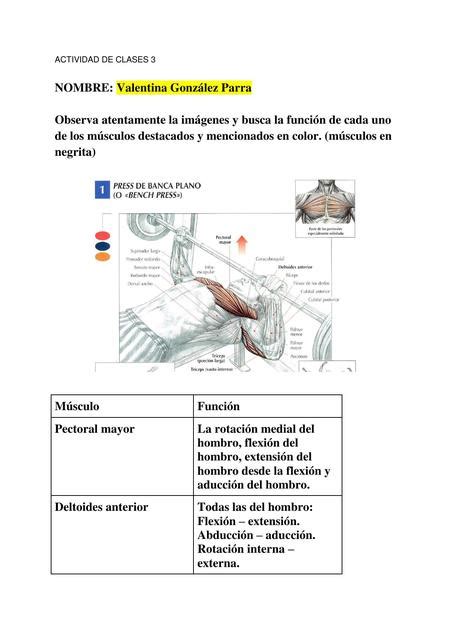 Función muscular Carla Constanza Rivas Cuevas uDocz