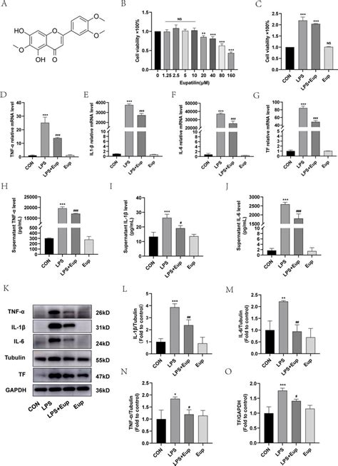 Effects Of Eupatilin Eup On Inflammation Indicators And TF Expression