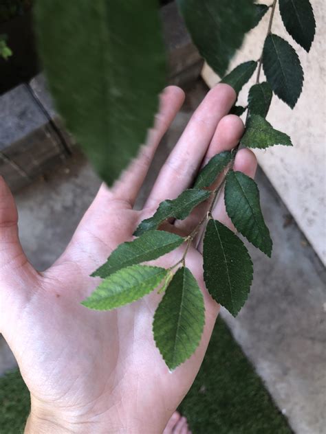 This is a 6 foot tree on my porch. Zone 9. See more info in comments