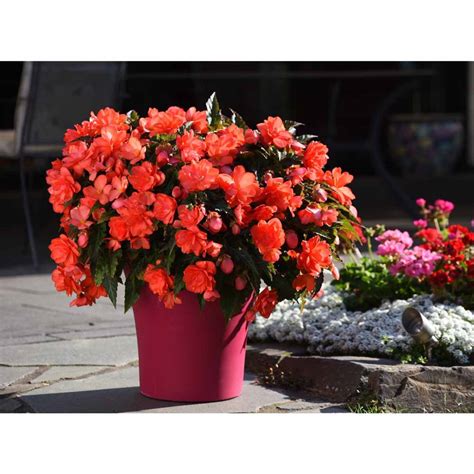 4 Begonia I Conia Crystal Creek Gardens Inc