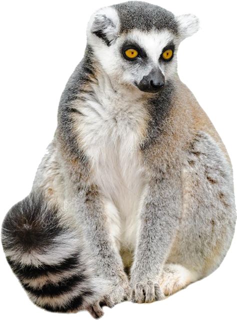 Lemurs Png Images Transparent Free Download Png Mart