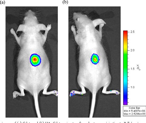 Figure 2 From Bioimaging Of Hyaluronic Acid Derivatives Using Nanosized