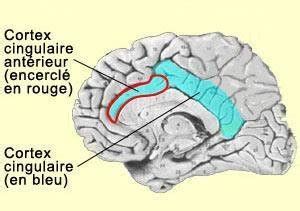 Division Du Cortex Cingulaire En Deux Parties Ant Rieure Et