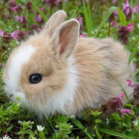 bunny essentials wild  bunnies
