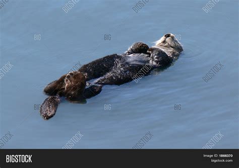 Sleeping Sea Otter Image & Photo (Free Trial) | Bigstock