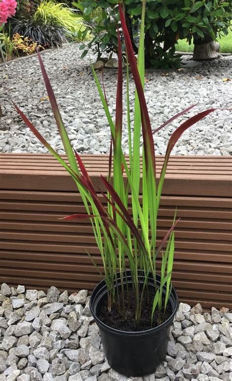 Imperata Cylindrica Rubra Red Baron Japanese Blood Grass Hardy