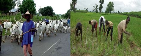 Farmer Herder Clash Fg Begins Farm Settlements For Herdsmen Nigerian