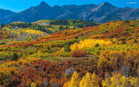 San Juan Mountains Lasy Drzewa Góry Roślinność Jesień Kolorowe