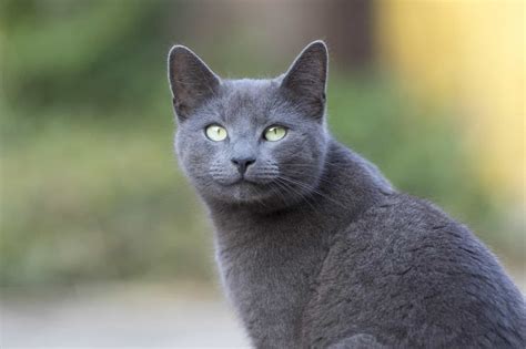 18 Best Facts About Russian Blue Cats