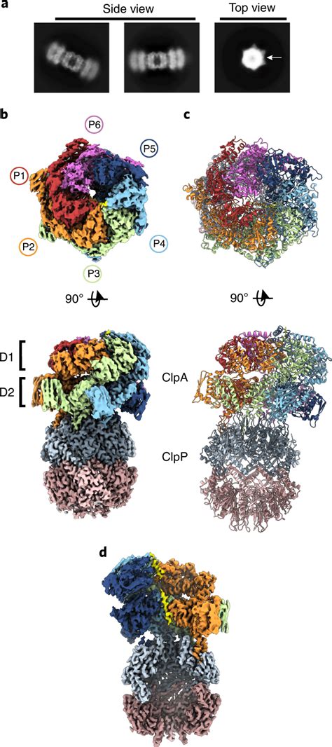 Architecture Of The Substrate Bound ClpAP Complex A Side And Top View