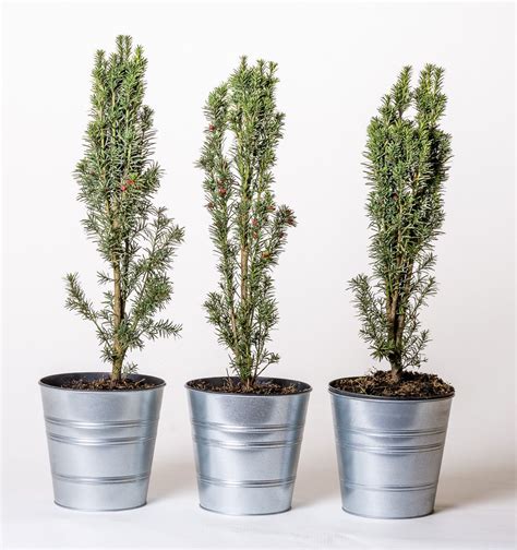 Schmale Säuleneibe Taxus baccata Fastigiata Robusta günstig kaufen