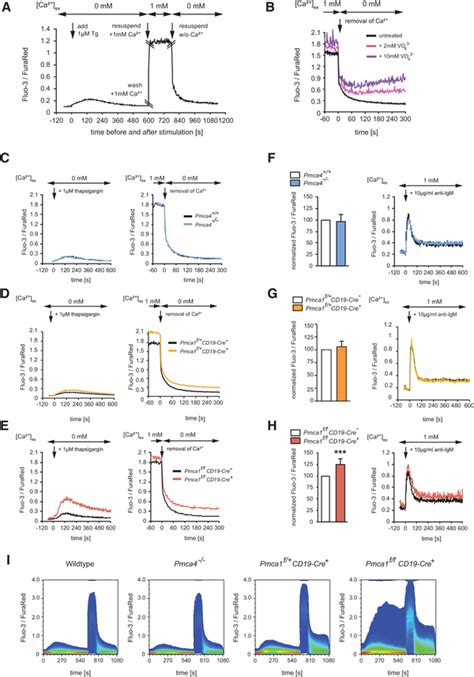 Roles for PMCA1 in Bcell calcium clearance Cytosolic Ca² levels in