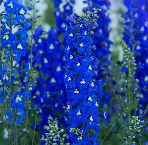 Delphinium Pacific Giants Blue Bird Garden Plant Hardy Perennial Flowering Easy To Grow Your Own