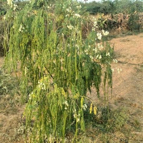 Moringa Seeds For Cultivation 500 Grms Appro 1500 Seeds JioMart