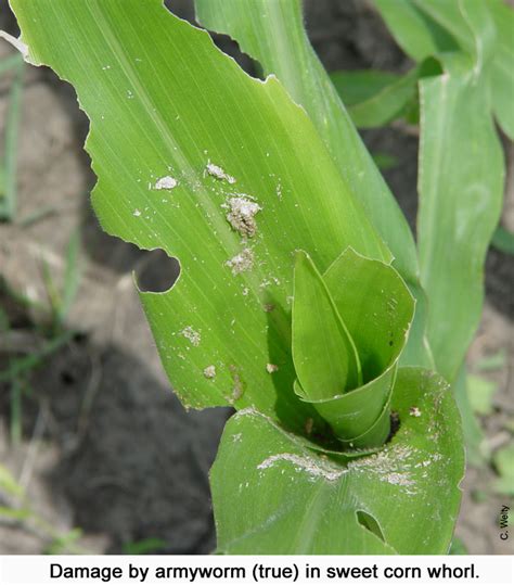 Sweet Corn Vegetable And Fruit Insect Pest Management