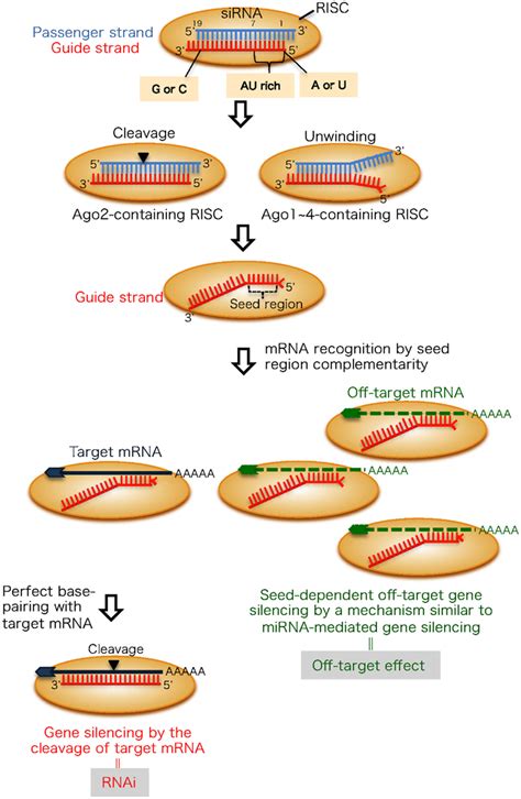 Frontiers Thermodynamic Control Of Small Rna Mediated Gene Silencing