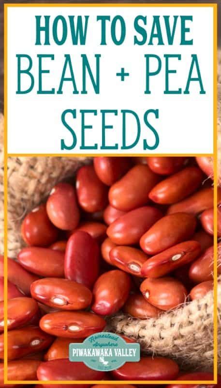 How To Save Bean And Pea Seeds For Future Planting With Video Green