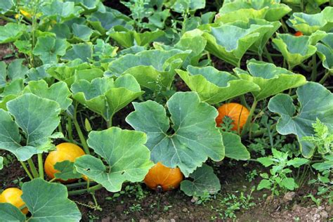 Plantas para sembrar cerca de un cultivo de calabazas Jardinería y Hogar