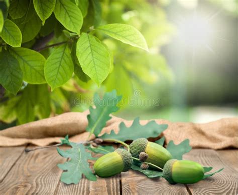 Oak Acorns stock image. Image of tree, branch, natural - 62048913