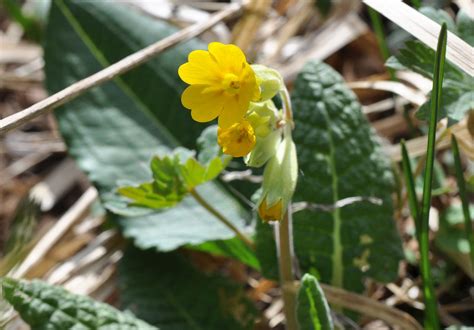 Primula macrocalyx - Изображение особи - Плантариум
