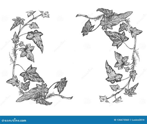 Illustration Graphique Botanique De Branche De Lierre Dans Blanc Et