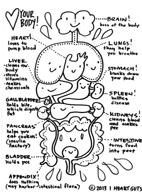 Digestive System Coloring Page Labeled