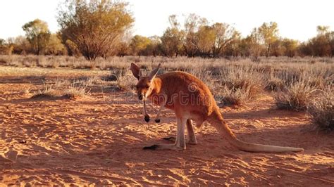 Kangaroo In Desert Red Center Of Australia Stock Footage Video Of