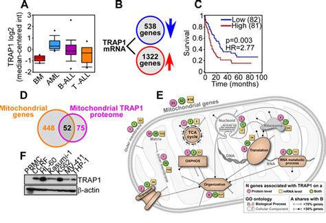 A Mitochondrial Targeted Purine Based Hsp90 Antagonist For Leukemia