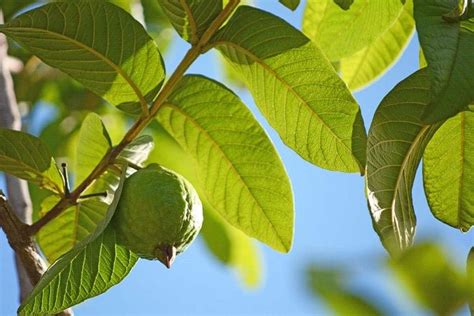 Usos Tradicionales De Las Hojas De Guayaba Las Plantas Y La Salud