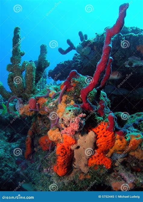 Coral Reef In South Florida Stock Image Image Of Wreck Scuba 5752445