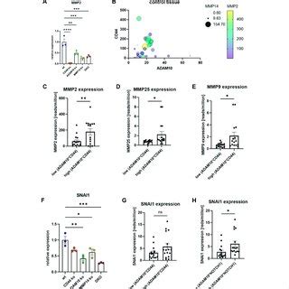 Transcriptional Regulation Of Selected MMPs A Transcriptional