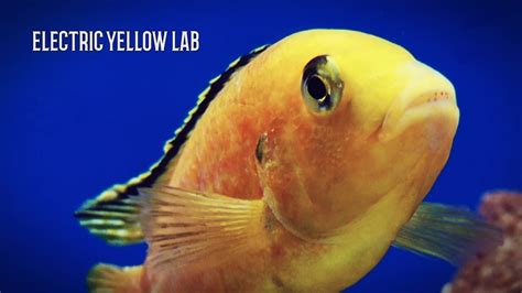 Yellow Lab Labidochromis Caeruleus Malawi Mbuna Cichlid 4k Youtube