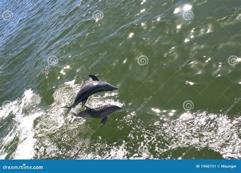 Leaping Dolphin stock image. Image of leaping, bright - 1960731