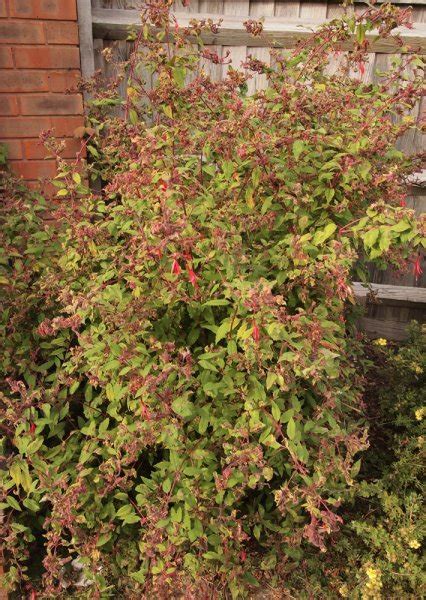 Fuchsia gall mite – Aculops fuchsiae – Problems – Oak Leaf Gardening