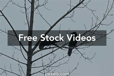Russian+Bare+Nudest Videos, Download The BEST Free 4k Stock Video ...