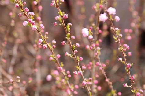 Dwarf Flowering Almond Plant Care And Growing Guide