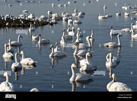 Whopper Swan Cygnus Cygnus Stock Photo Alamy