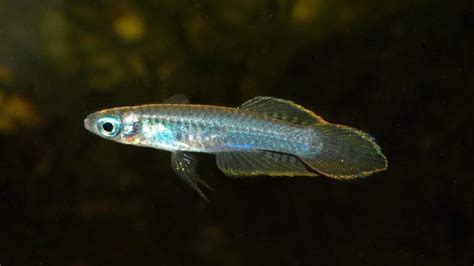 Lampeye Killifish With Shrimp Crucial Factors To Beware