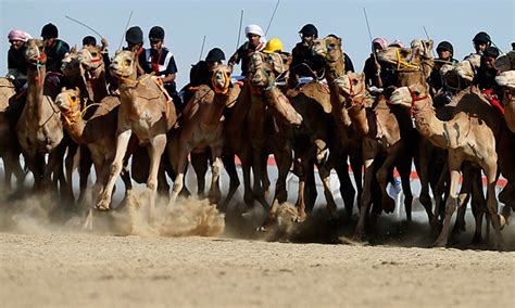 Camel Festival in UAE | Time Out Abu Dhabi