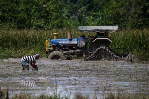 112 260 Kampit Benih Padi Atasi Masalah Bekalan