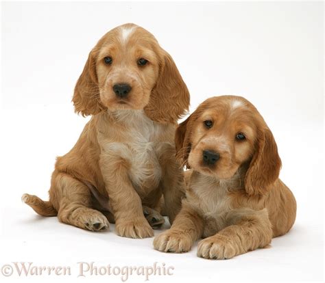 Dogs: Golden Cocker Spaniel puppies photo WP10243