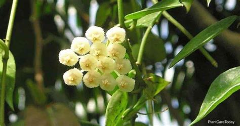 Hoya Lacunosa Care: Growing Cinnamon Scented Hoyas