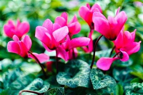 Growing Cyclamen With The Experts These Are The Varieties And Care