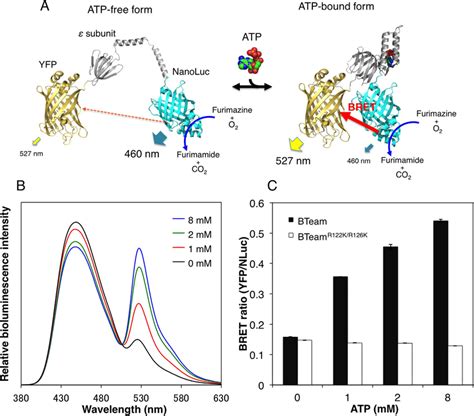 Development Of The Bret Based Biosensor Bteam A Schematic Drawing Of Download Scientific